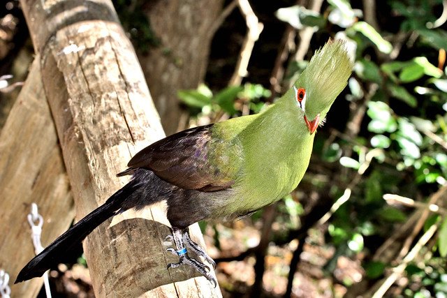 08 DAYS PRIVATE TOUR – GARDEN ROUTE WITH CAPE TOWN