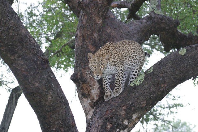 09 DAYS – KRUGER SAFARI WITH CAPE TOWN