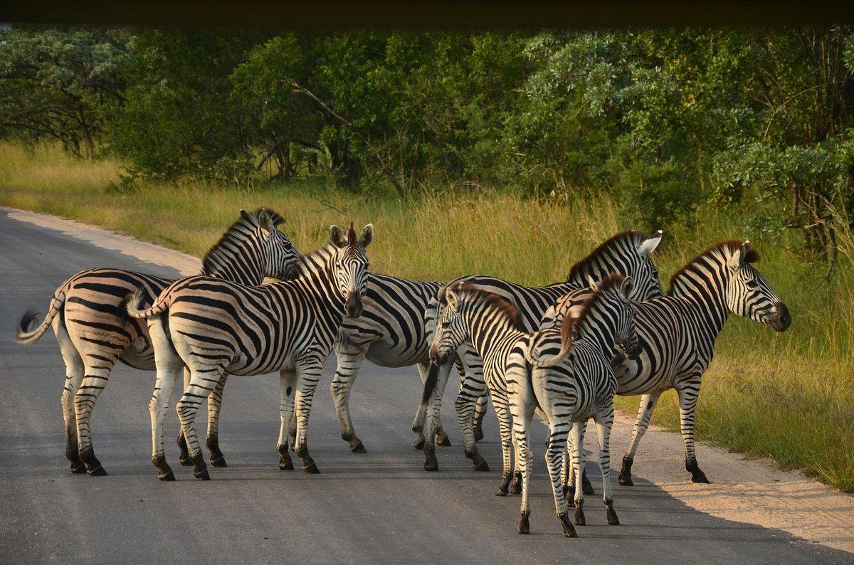 South Africa with Kruger national Park