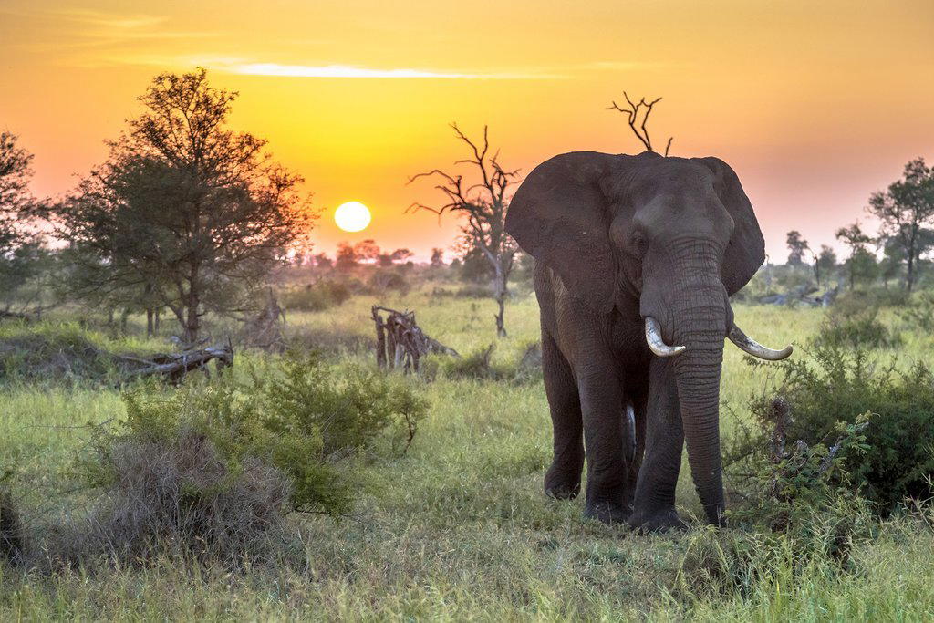 Southafrica Extravaganza with Kruger national Park